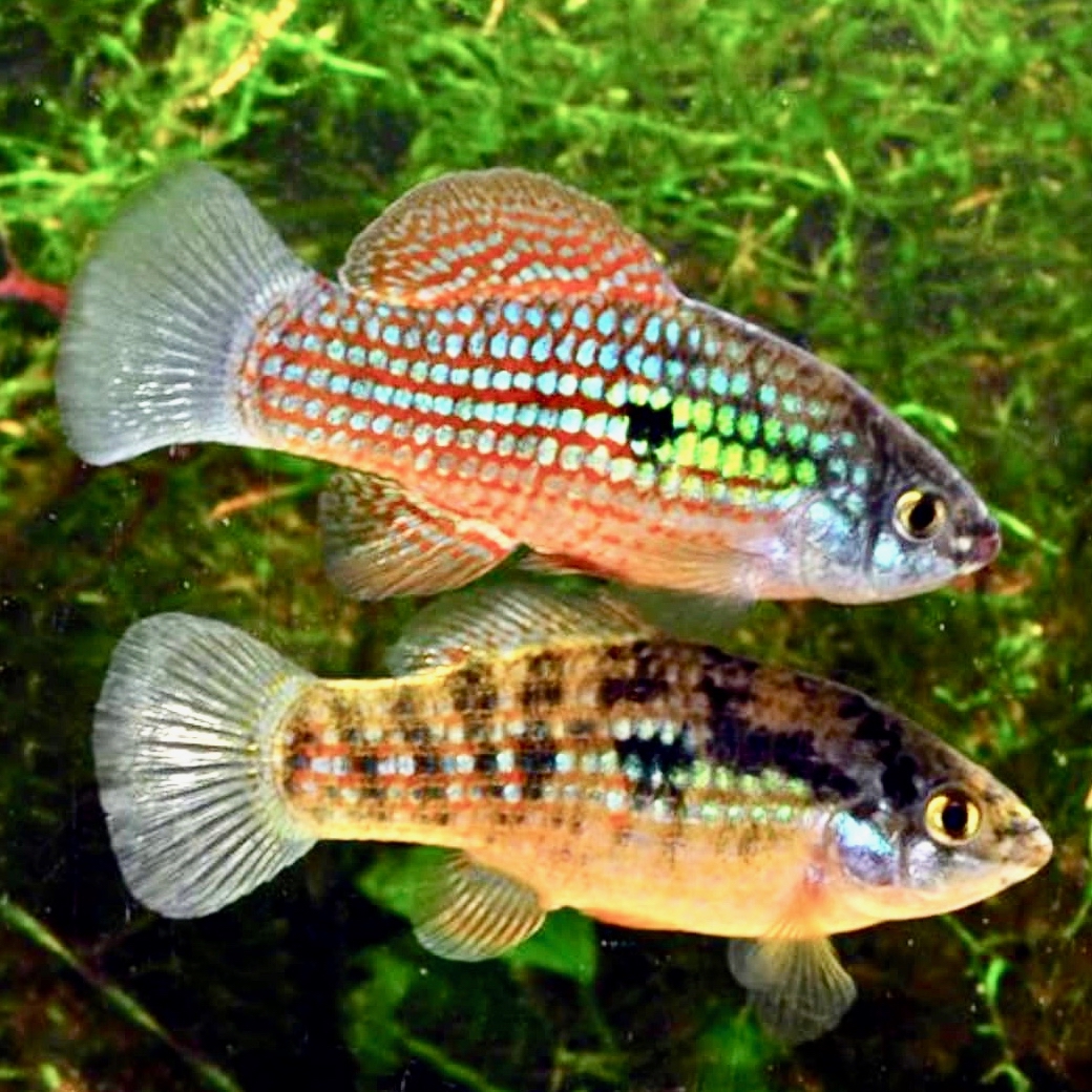 Jordanella floridae   Blokvisje M